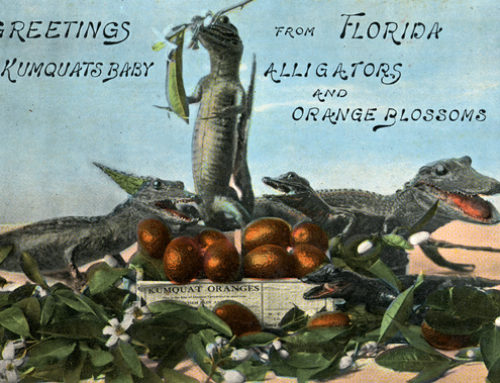 Alligators in Virginia